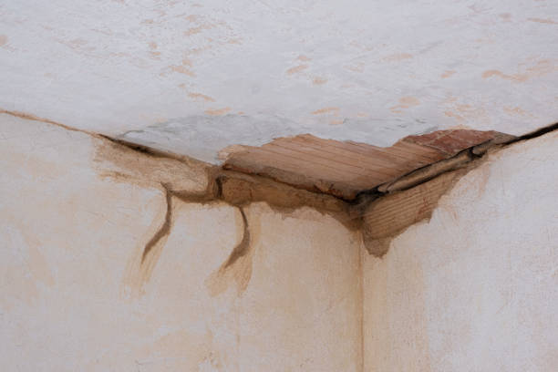 Best Mold removal after water damage  in Mehlville, MO